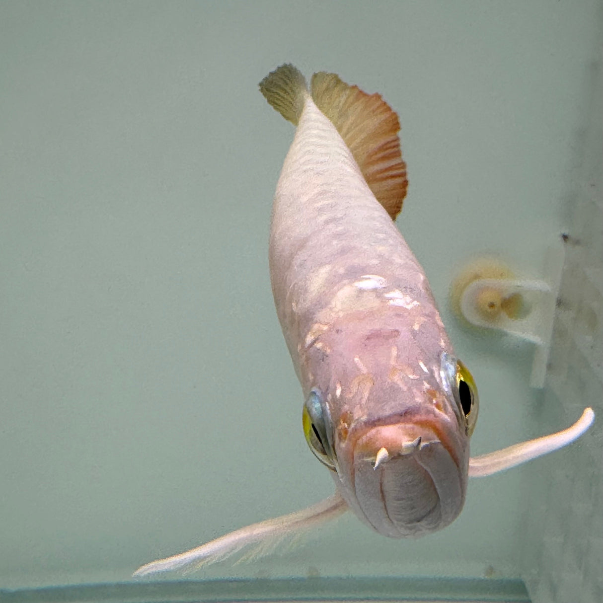 Super Highback RTG Arowana - The Aquascape Shop