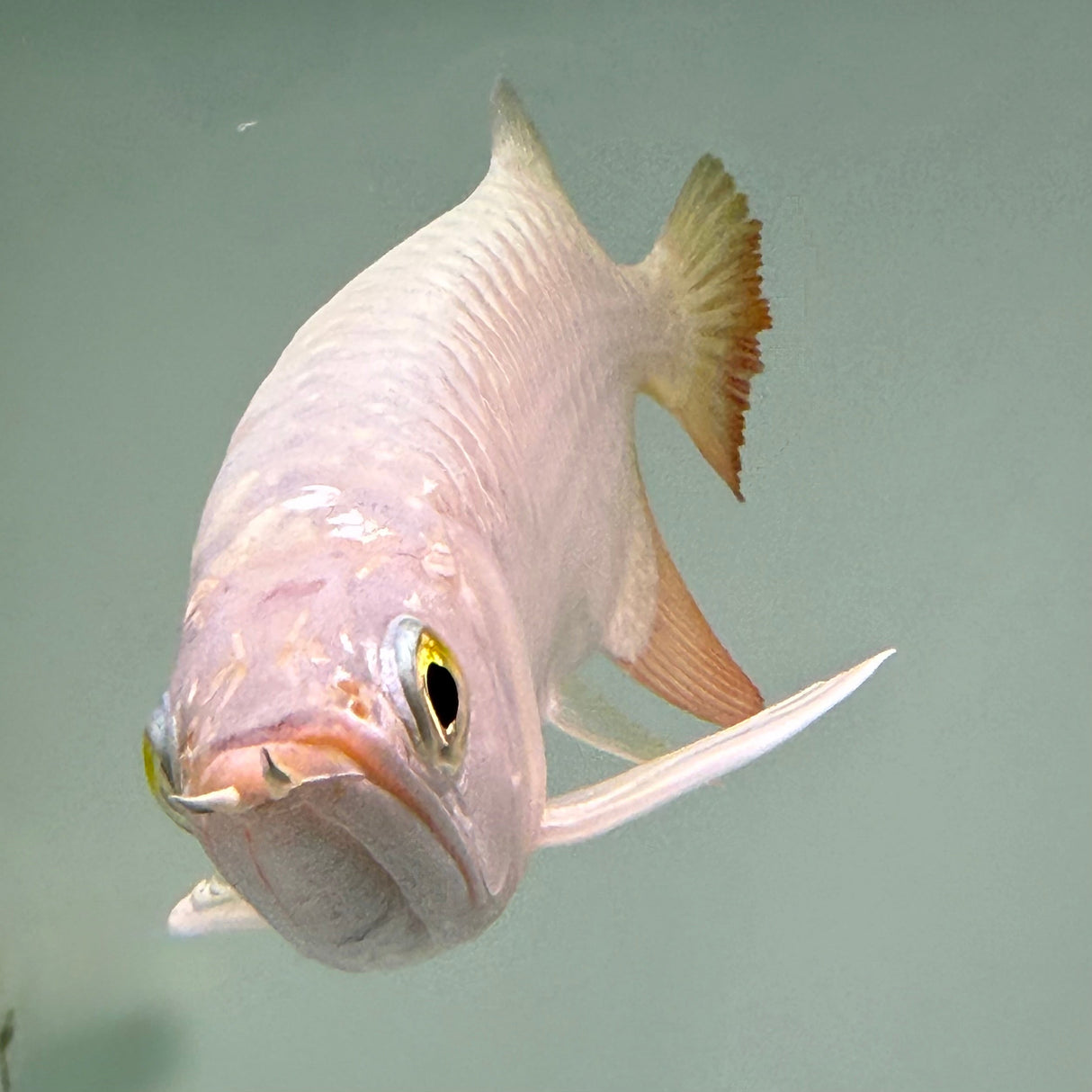 Super Highback RTG Arowana - The Aquascape Shop