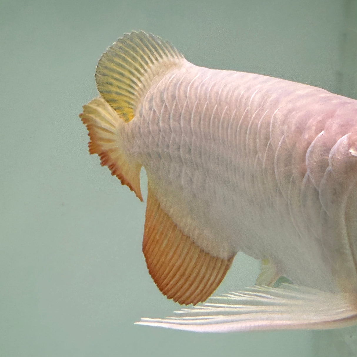Super Highback RTG Arowana - The Aquascape Shop