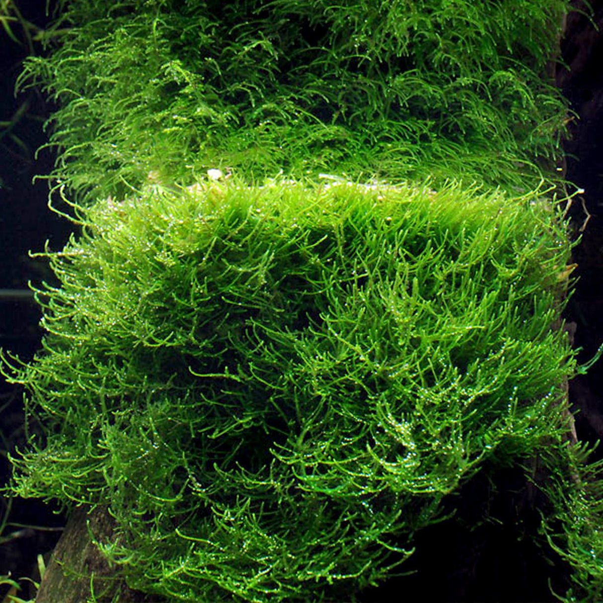 Taxiphyllum barbieri (Java Moss) - The Aquascape Shop