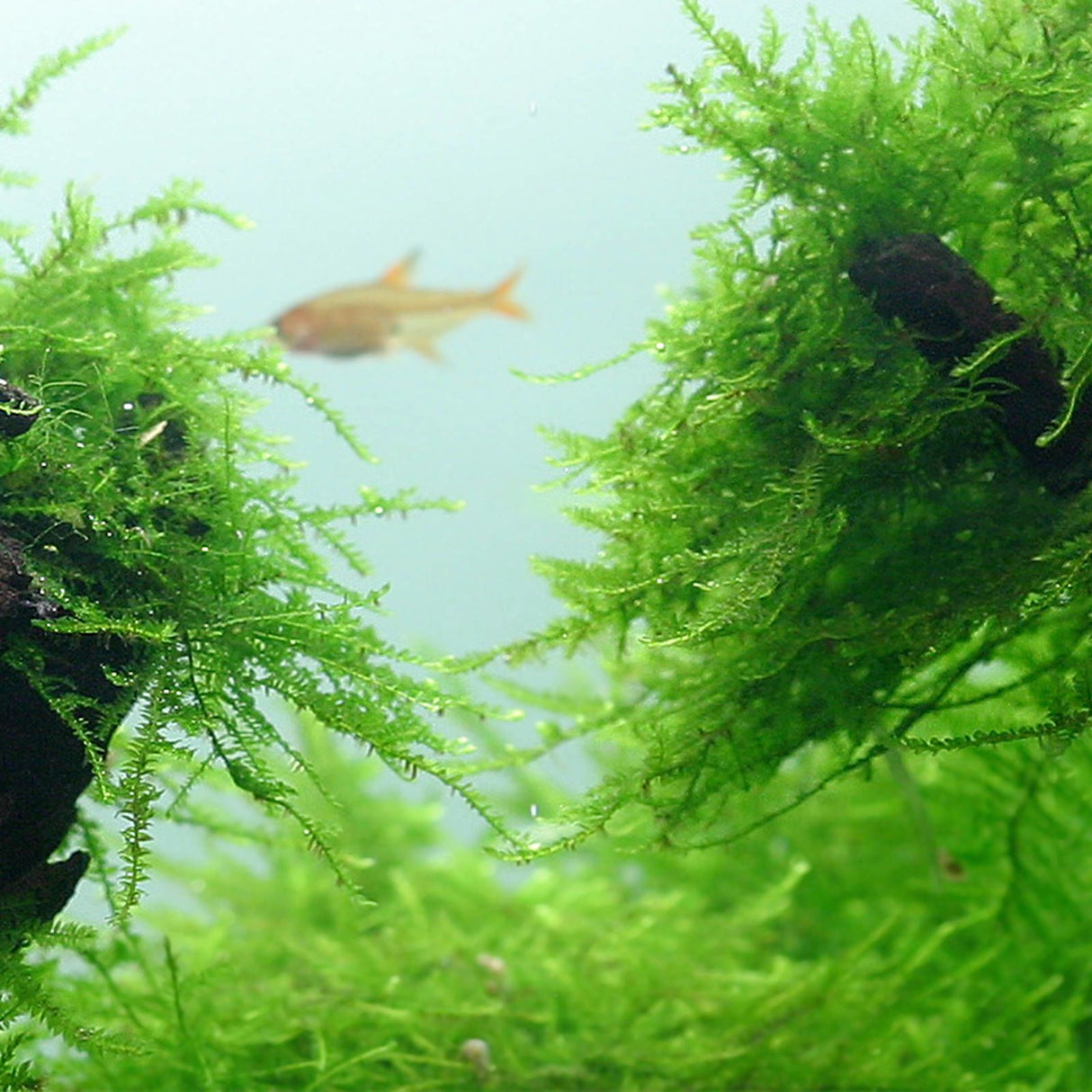 Taxiphyllum barbieri (Java Moss) - The Aquascape Shop