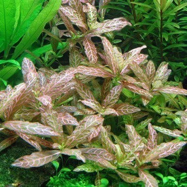 The Aquascape Shop Hygrophila Polysperma 'Rosanervig' aquatic plant with distinctive pink, marbled leaves and pale white leaf ribs.