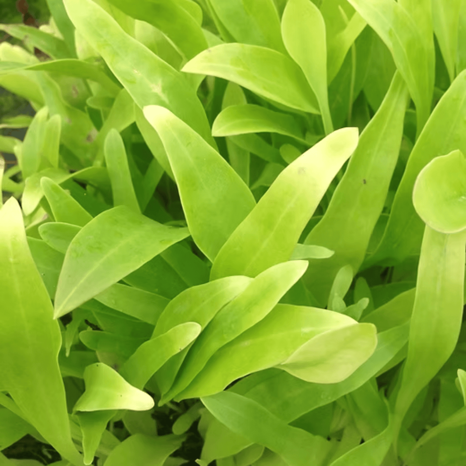 Utricularia Longifolia Tissue Culture (Aquascaping Essentials) - The Aquascape Shop