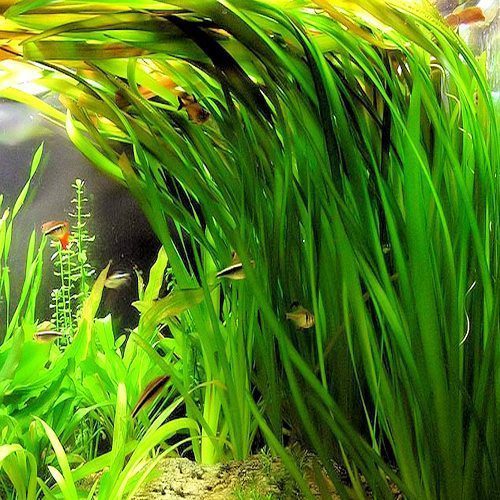 Vallisneria Spiralis 'Tiger' - The Aquascape Shop