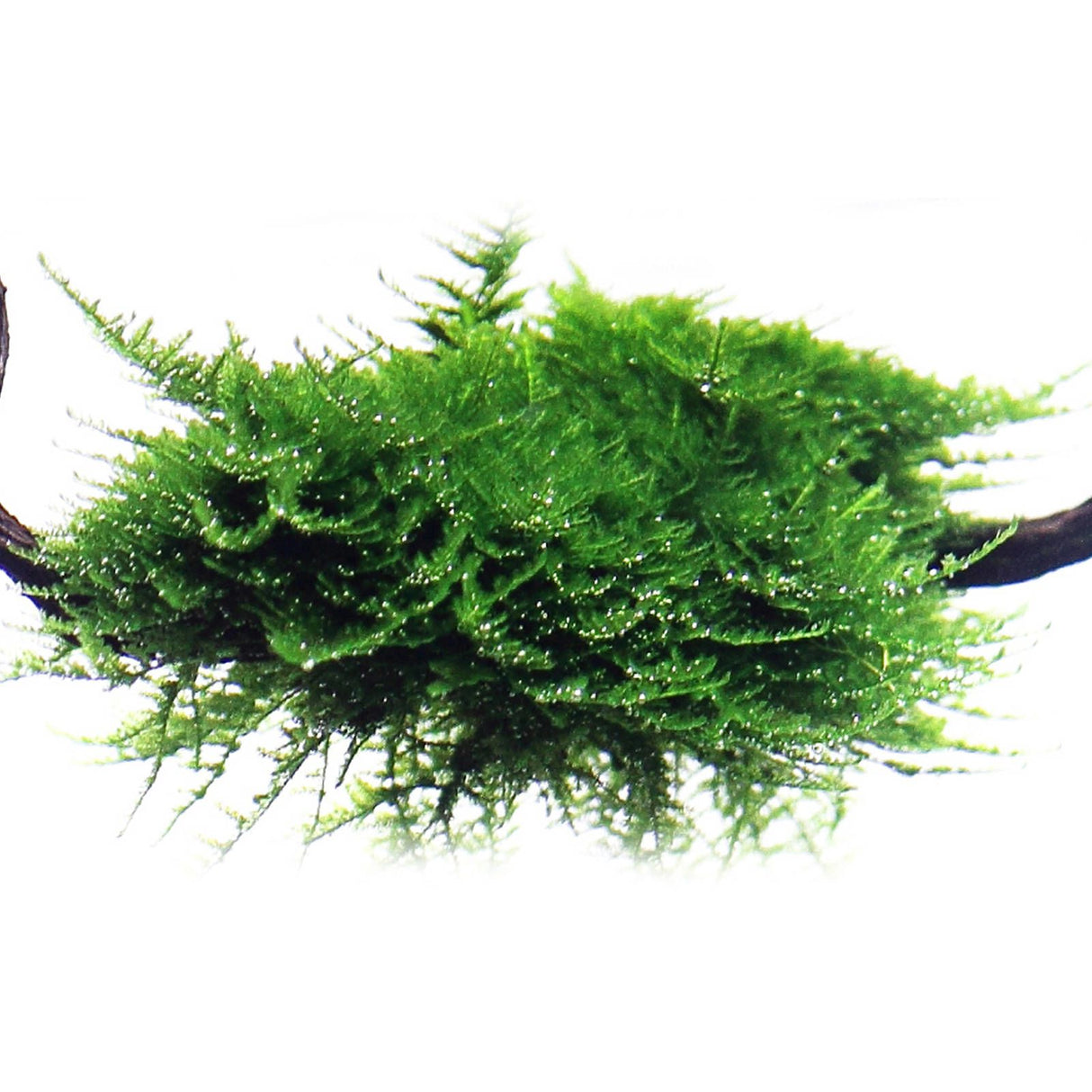 Vesicularia Dubyana 'Christmas' (Christmass Moss) - The Aquascape Shop