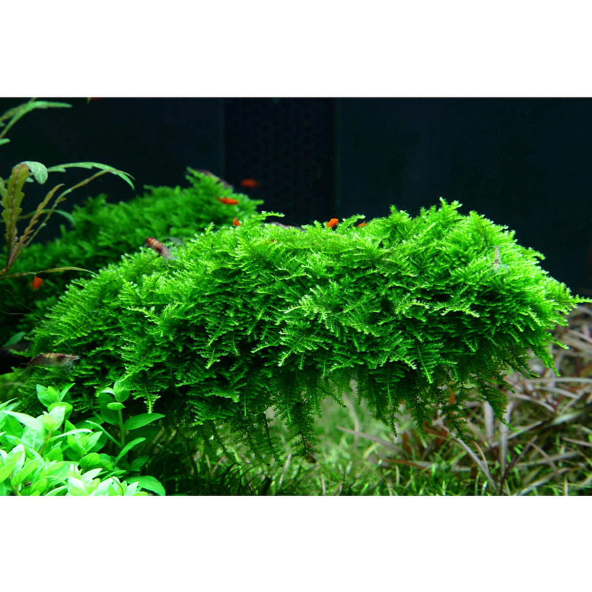 Vesicularia Dubyana 'Christmas' (Christmass Moss) - The Aquascape Shop