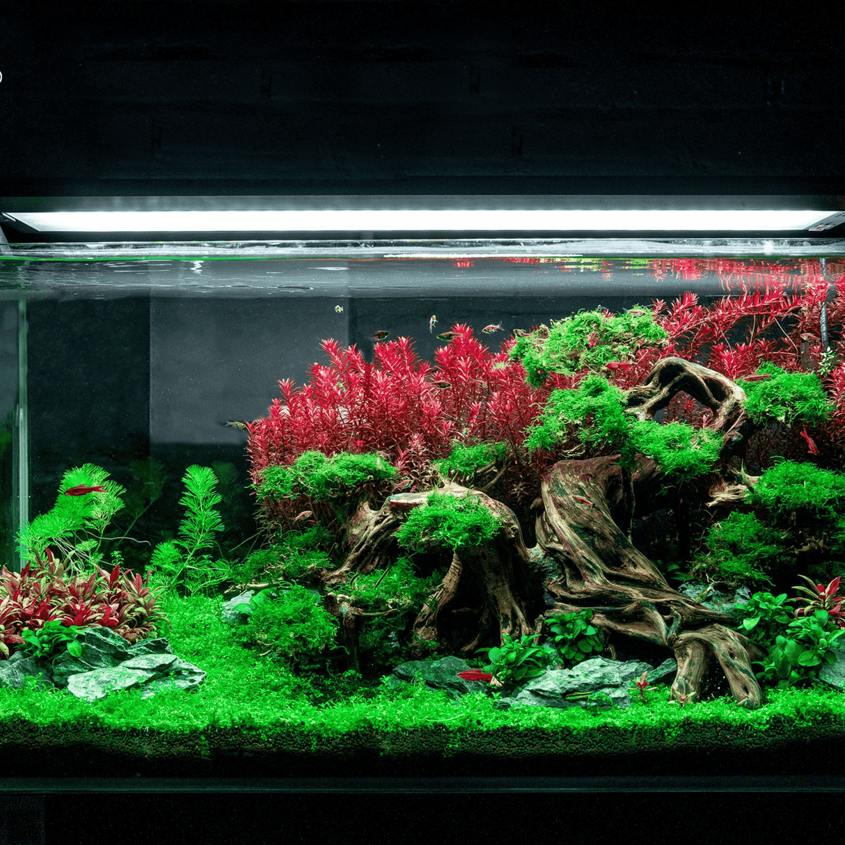 Week Aqua P Series RGB - UV LED - The Aquascape Shop