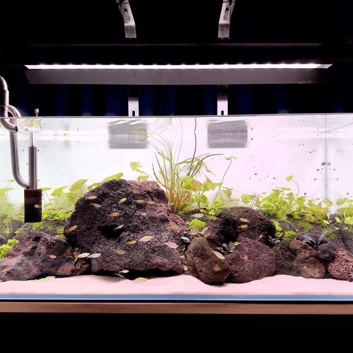 Week Aqua P Series RGB - UV LED - The Aquascape Shop