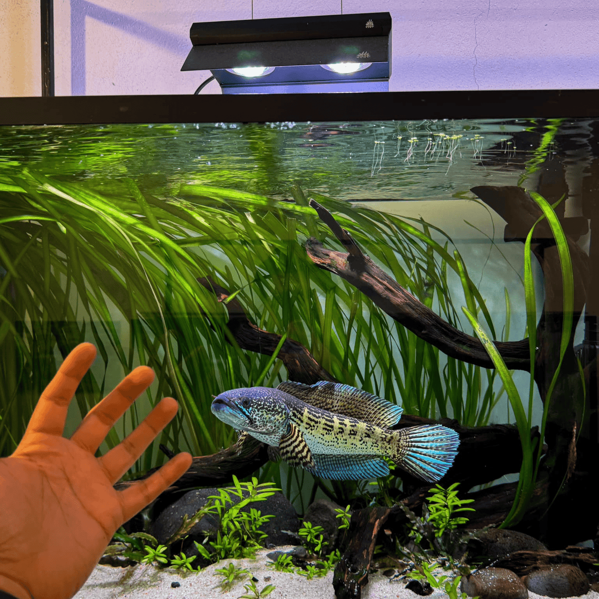 Week Aqua Z250 RGB - UV LED - The Aquascape Shop