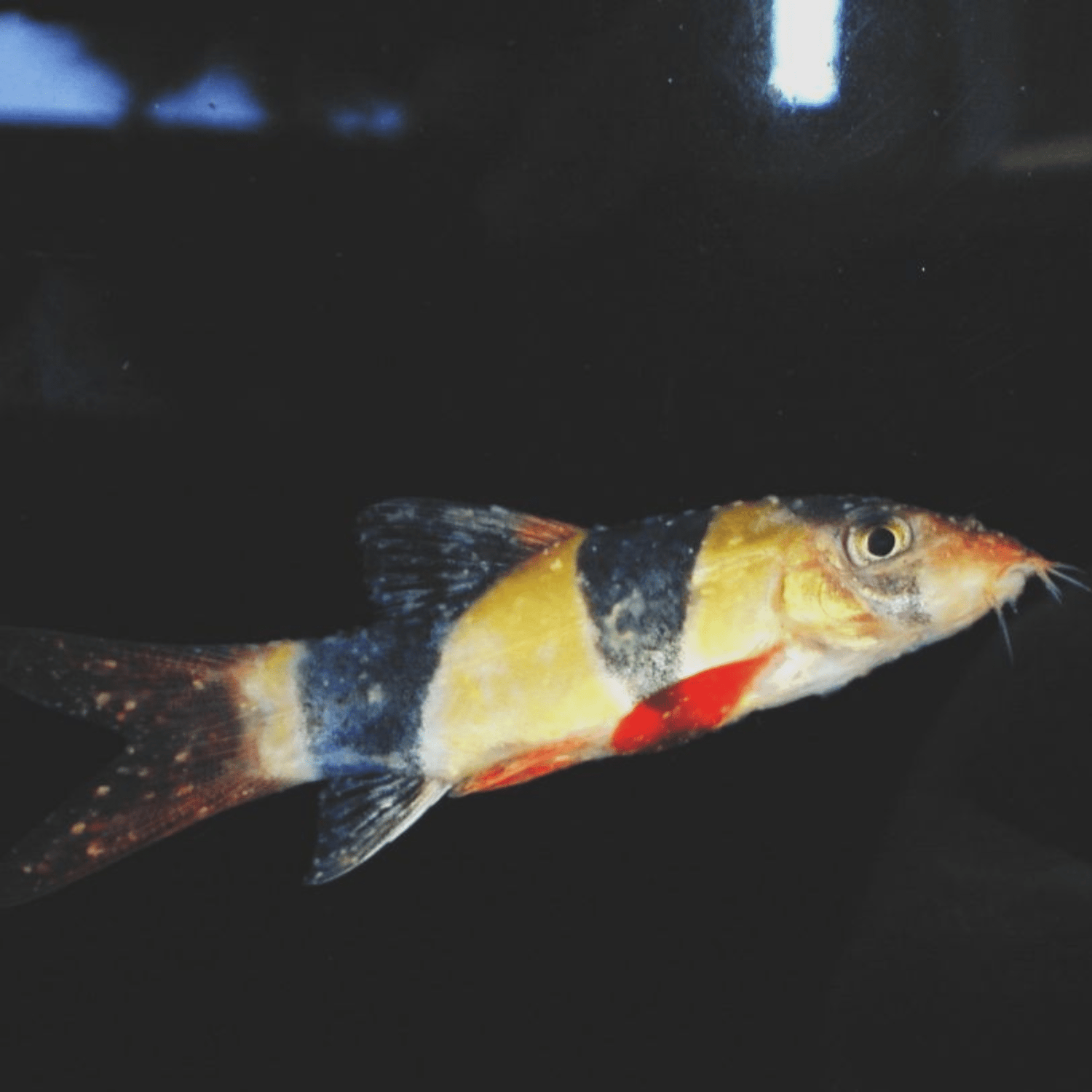 Wunder White Spot Cure - The Aquascape Shop