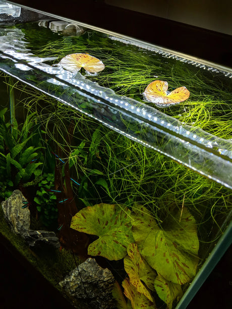 Growing bulb type aquatic plants