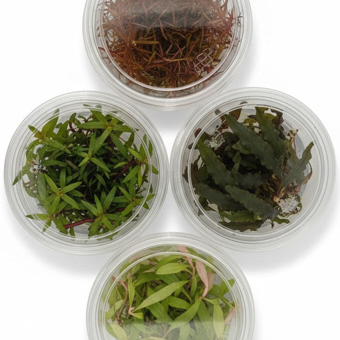 New Tissue Culture Plants Arriving Soon!
