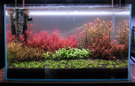 How to stabilize a new planted tank