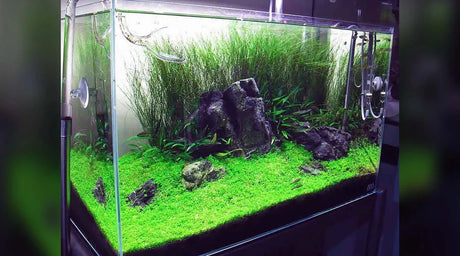 How to Inject Co2 into a Planted Tank - The Aquascape Shop