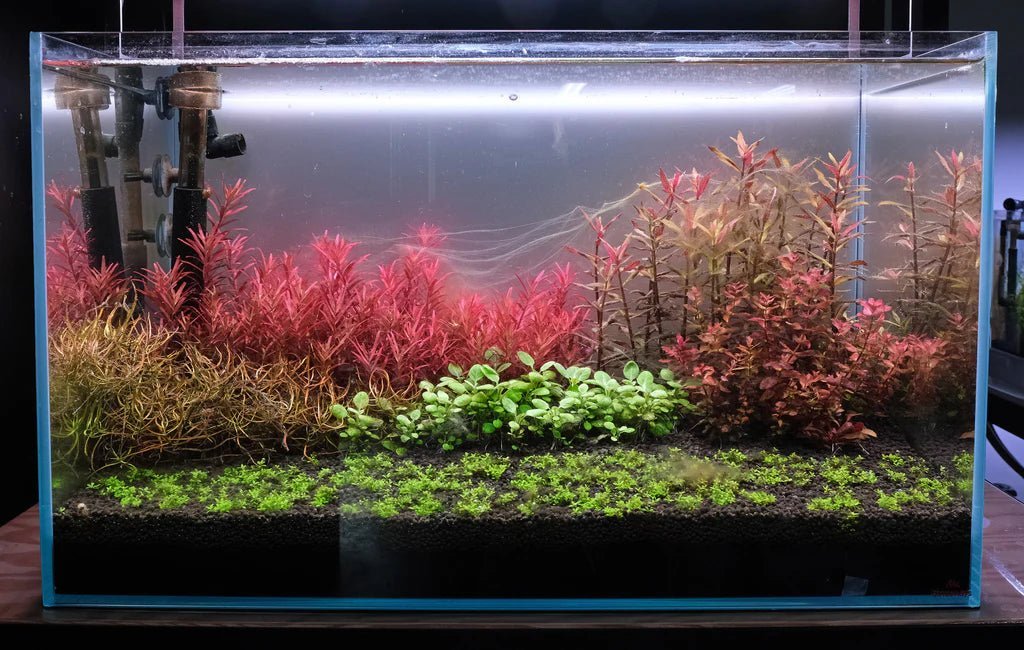 How to stabilize a new planted tank - The Aquascape Shop