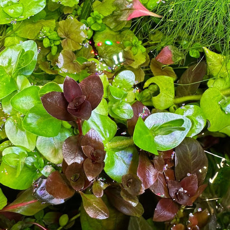 Aquarium Plants