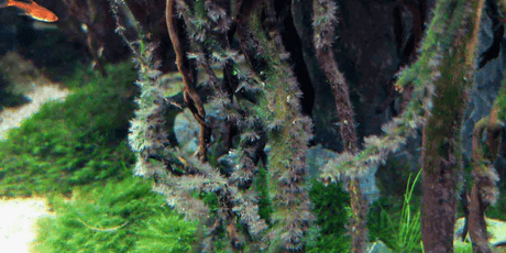Algae Control - The Aquascape Shop