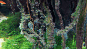 Algae Control
