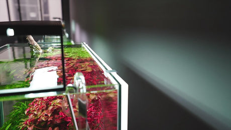 Aquarium LED Background Lights - The Aquascape Shop