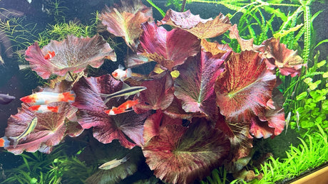 Bulb - The Aquascape Shop