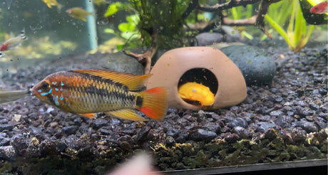 Décor & Ornaments - The Aquascape Shop