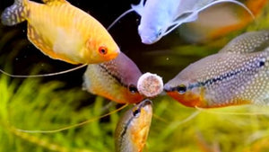 Fish Food