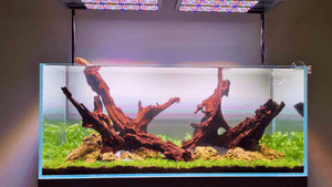 Fish Tanks