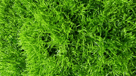 Moss - The Aquascape Shop