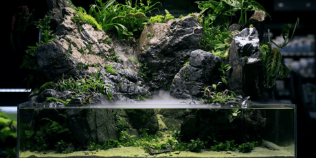 Paludariums - The Aquascape Shop