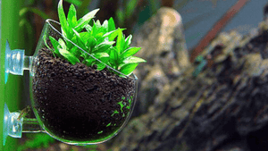 Plant Holders