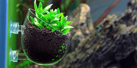 Plant Holders - The Aquascape Shop