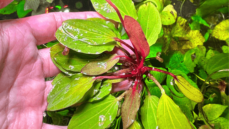 Rosette - The Aquascape Shop