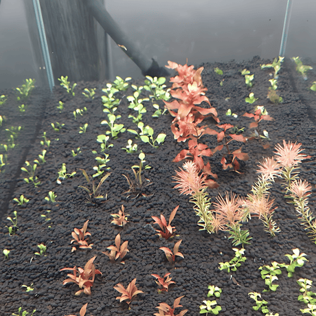 Substrate - The Aquascape Shop