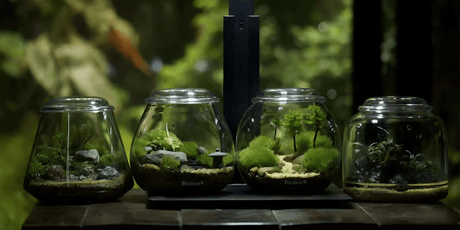 Terrariums - The Aquascape Shop