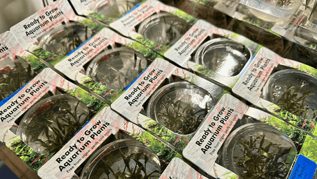 Tissue Culture Aquatic Plants - The Aquascape Shop