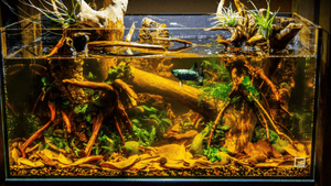 Water Treatments