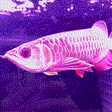24K Crossback Golden Arowana - 1 - The Aquascape Shop