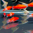 Albino Kohaku Wag Swordtail - 1 - The Aquascape Shop