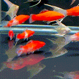 Albino Kohaku Wag Swordtail - 1 - The Aquascape Shop