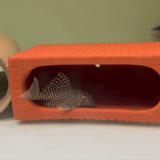 Queen Arabesque Pleco (L260) - 1 - The Aquascape Shop