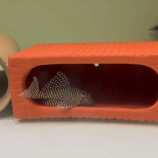 Queen Arabesque Pleco (L260) - 1 - The Aquascape Shop