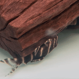 Flash Pleco (L204) - 1 - The Aquascape Shop