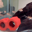Cupid Cichlid - 1 - The Aquascape Shop