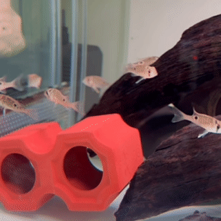 Cupid Cichlid - 1 - The Aquascape Shop