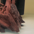 Mustard Spot Pleco (LDA031) - 1 - The Aquascape Shop