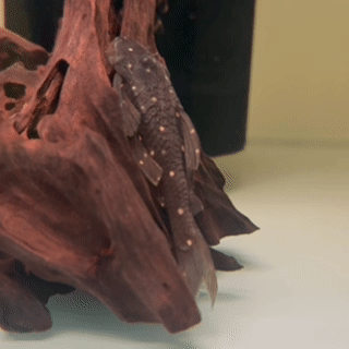 Mustard Spot Pleco (LDA031) - 1 - The Aquascape Shop