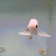 Super Highback RTG Arowana - 1 - The Aquascape Shop