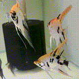 Gold Marble Pearlscale Angelfish - 1 - The Aquascape Shop