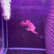 Super Blood Red Asian Arowana - 1 - The Aquascape Shop