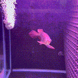 Super Blood Red Asian Arowana - 1 - The Aquascape Shop